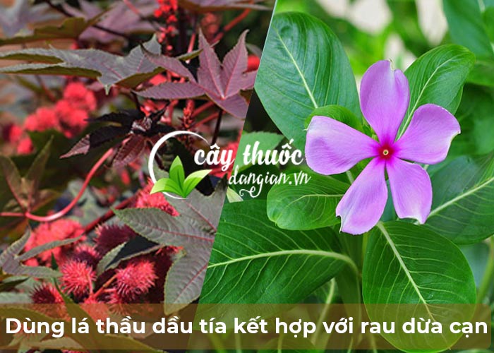 Dùng lá thầu dầu tía kết hợp với rau dừa cạn