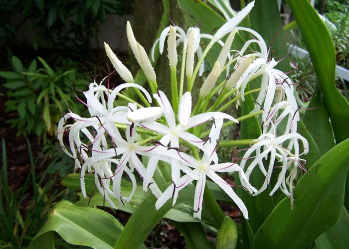 Dược liệu quý náng hoa trắng