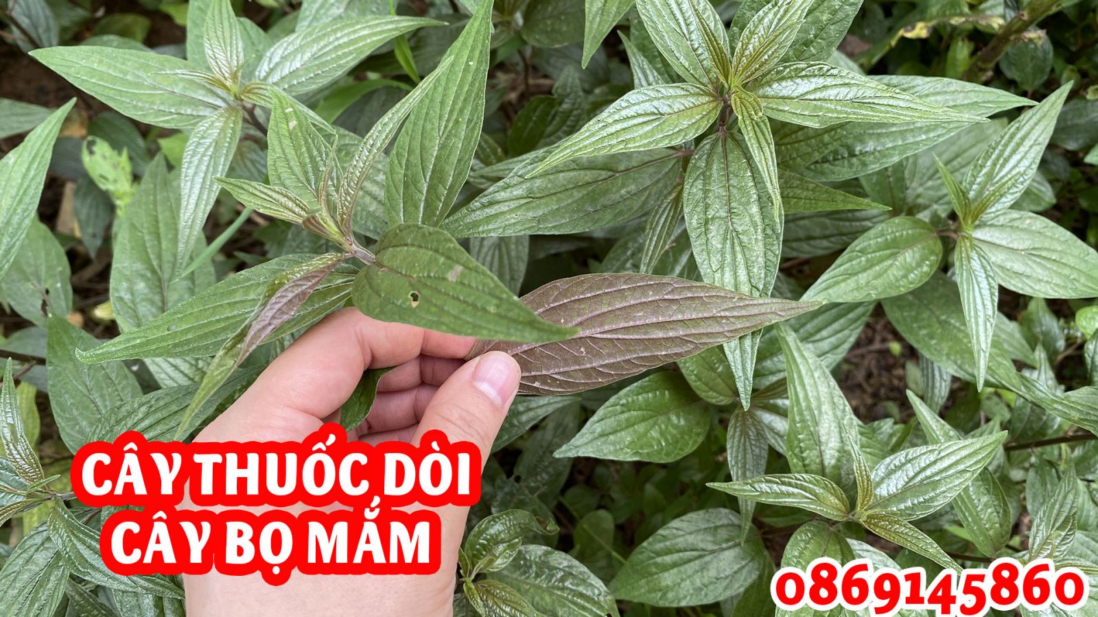 Hình ảnh về cây thuốc dòi