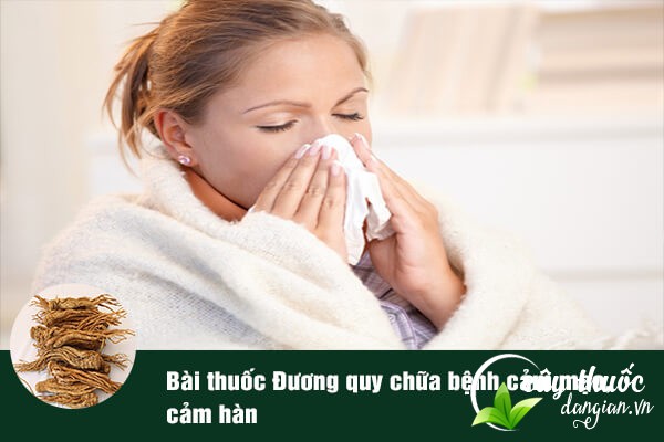 Đương quy cũng thường được dùng để chữa bệnh cảm mạo, cảm hàn rất tốt.