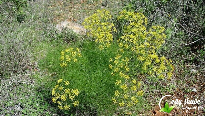 Cây tiểu hồi hương