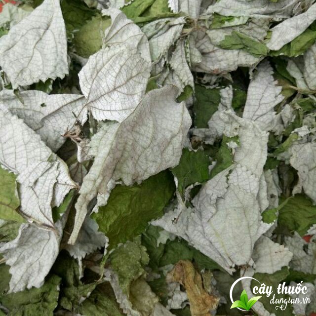 Nên mua là gai ở đâu?