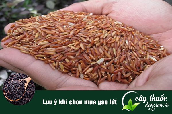 Lưu ý khi mua gạo lứt nên chọn địa chỉ bán uy tín để tránh mua phải gạo bị ẩm, mốc.