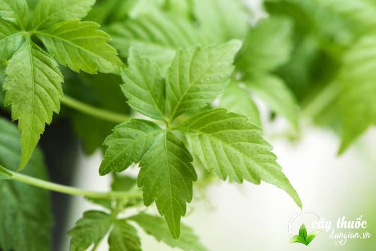 dac-diem-cua-giao-co-lam