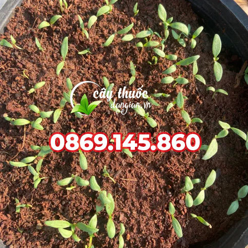 gieo hạt hắc kỷ tử