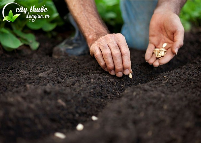 Gieo trồng hạt giống bạch hoa xà thiệt thảo