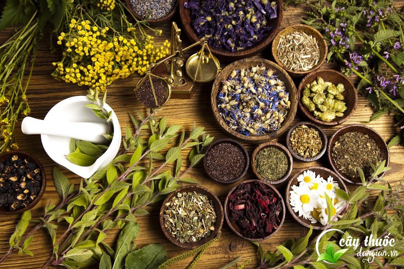  Sản phẩm tại Cây Thuốc Dân Gian uy tín chất lượng