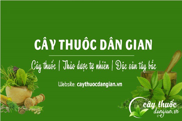 Cây Thuốc Dân Gian với đa dạng lĩnh vực kinh doanh