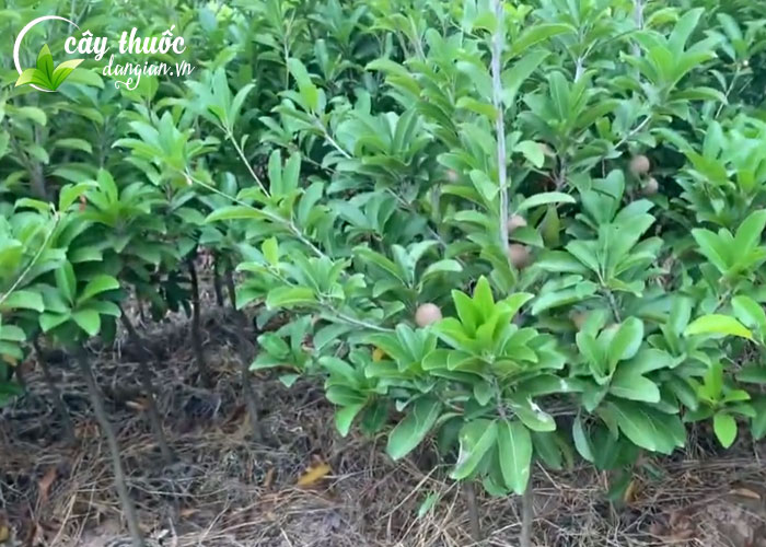 Giống cây hồng xiêm xoài chuẩn F1