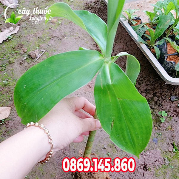 Giống cây mía dò