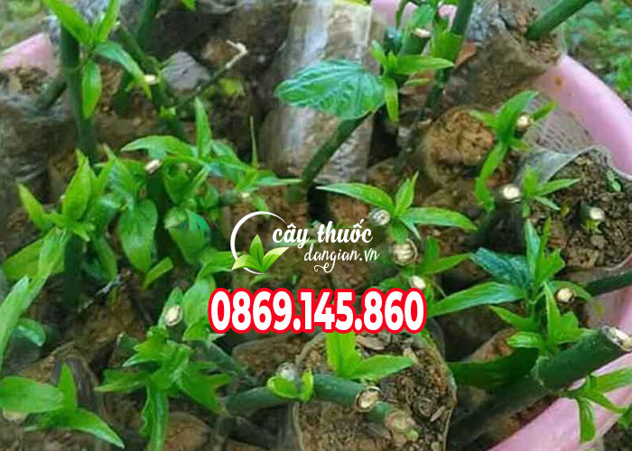 Giống cây xương khỉ trồng bằng cành