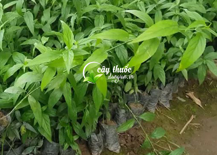 Giống cây xương khỉ