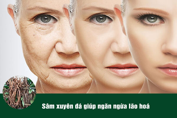 Sâm xuyên đá được sử dụng nhiều trong các bài thuốc giúp ngăn ngừa lão hóa.
