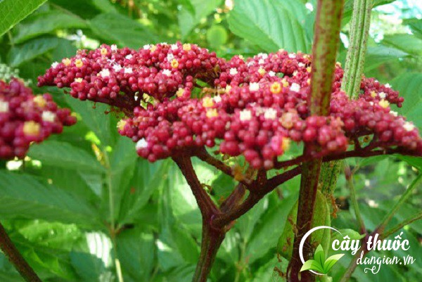 Cây Gối hạc có tên khoa học là Leea rubra Blume được sử dụng để làm thuốc chữa bệnh.