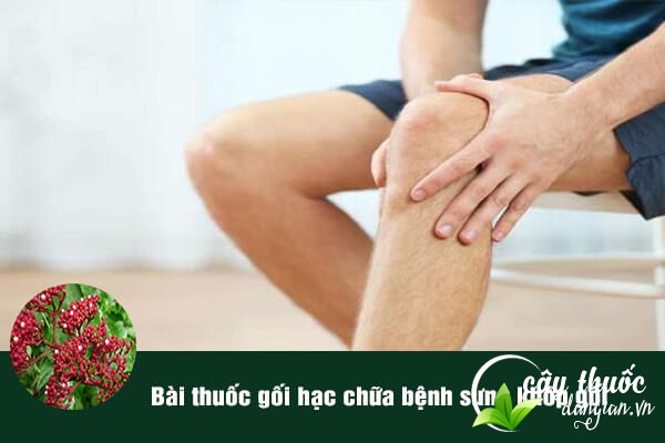 Bài thuốc từ gối hạc trị bệnh phong thấp sưng khớp gối khá tốt.