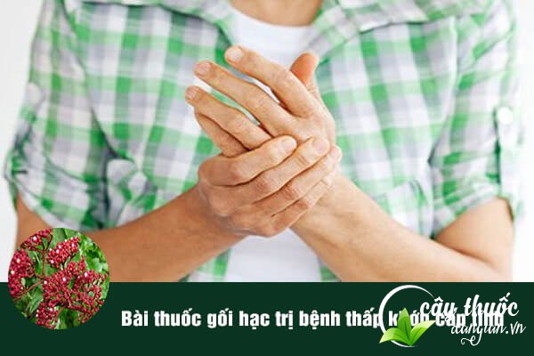 Gối hạc thường được sử dụng làm dược liệu trị bệnh thấp khớp.