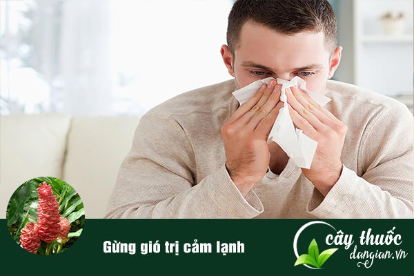 Củ gừng gió thường được sử dụng nhiều trong bài thuốc chữa cảm lạnh rất tốt