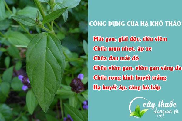 Hạ khô thảo được biết đến có nhiều công dụng tốt cho sức khỏe và làm đẹp