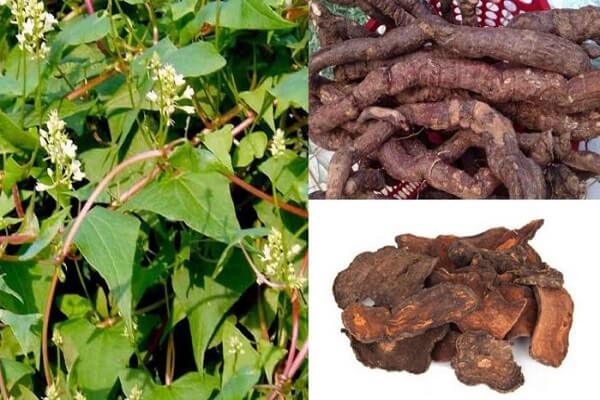 Hà thủ ô ninh đậu đen là dược liệu chế từ hà thủ ô đỏ được ninh với nước đậu đen