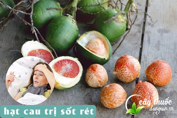 Hạt cau được sử dụng nhiều làm bài thuốc chữa sốt rét
