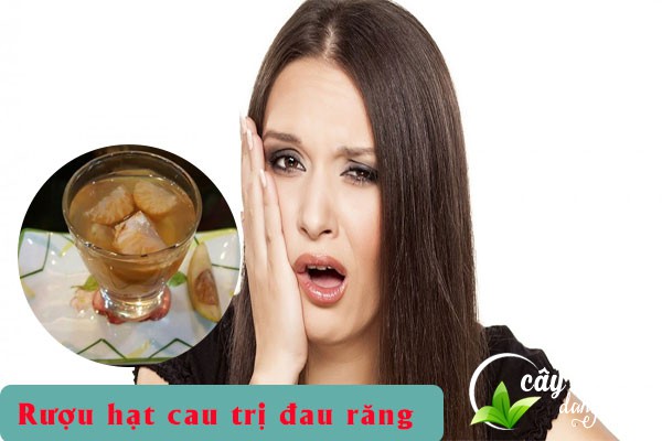Hạt cau ngâm rượu được dùng nhiều để trị sâu răng, đau răng, viêm lợi