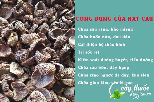 Những công dụng tuyệt vời của hạt cau đối với sức khỏe