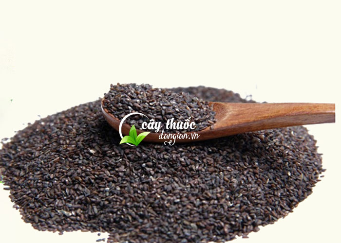 hạt cây mã đề