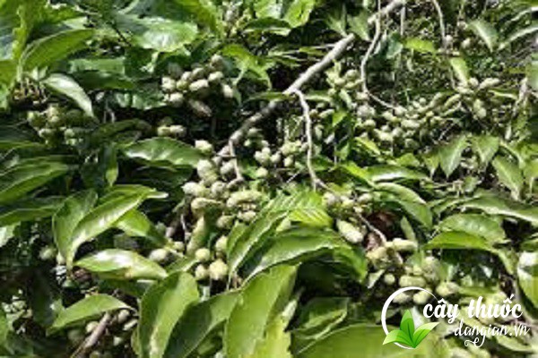 đặc điểm của cây dổi