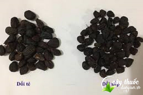 Phân biệt hạt dổi tẻ và hạt dổi nếp