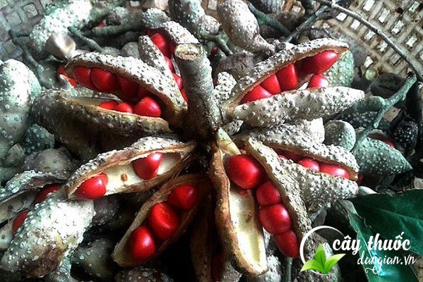 Quả và hạt dổi trông như thế nào?