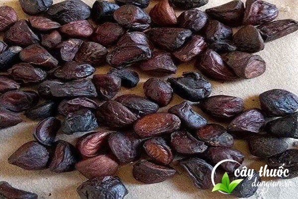 Nên mua hạt dổi khô ở đâu cho an tâm về chất lượng, hài lòng về giá cả