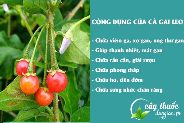 Một số công dụng tuyệt vời của cà gai leo đối với sức khỏe