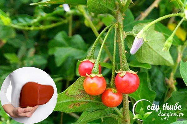 Cà gai leo được sử dụng nhiều để làm bài thuốc chữa các bệnh về gan