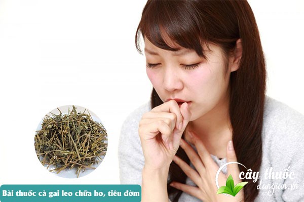 Cà gai leo cũng được nhiều người sử dụng làm bài thuốc chữa ho, tiêu đờm