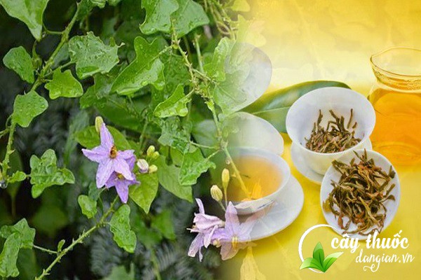 Lưu ý khi mua hạt giống cà gai leo cần mua tại những địa chỉ uy tín