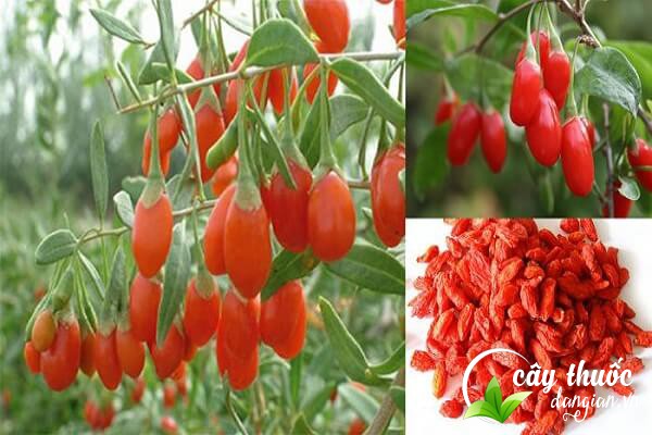 Hạt giống câu kỷ tử hay còn gọi là kỷ tử,... là dược liệu quý được nhiều người tìm mua