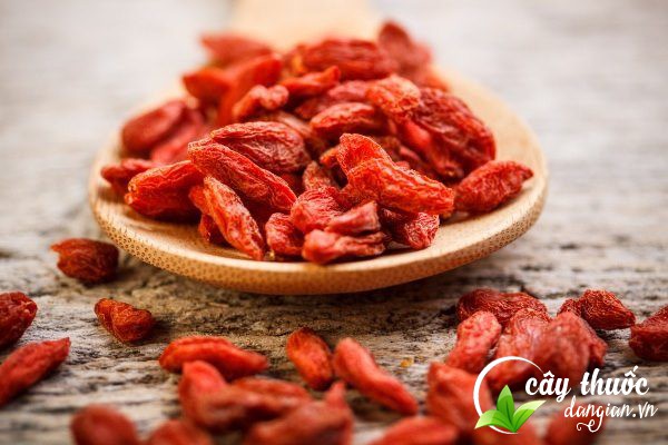 Lưu ý sử dụng hạt giống câu kỷ tử đúng cách để đạt được hiệu quả tốt nhất