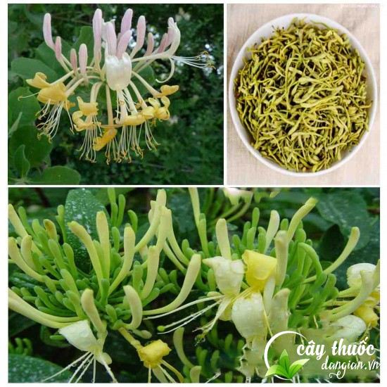 mua-hoa-kim-ngan-o-dau