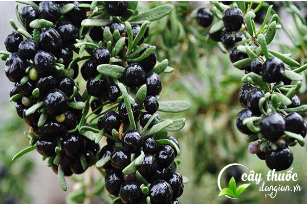 Hạt giống hắc kỷ tử là một vị thuốc đông y tốt cho sức khỏe và sắc đẹp