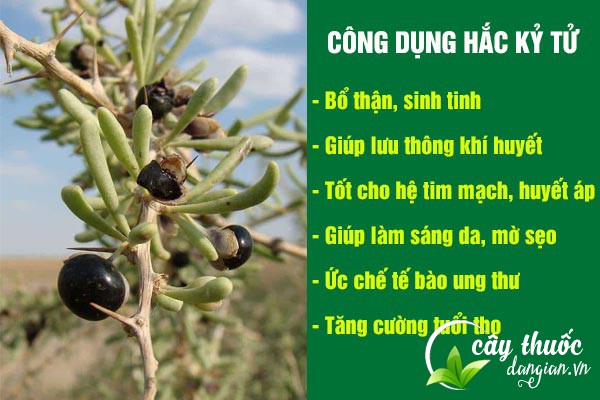 Hạt giống hắc kỷ tử mang lại nhiều công dụng tuyệt vời cho sức khỏe
