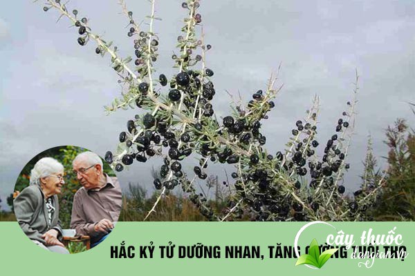 Hắc kỷ tử được sử dụng làm bài thuốc dưỡng nhan, tăng cường tuổi thọ