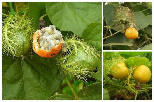 Hạt giống lạc tiên đang được nhiều người tìm mua