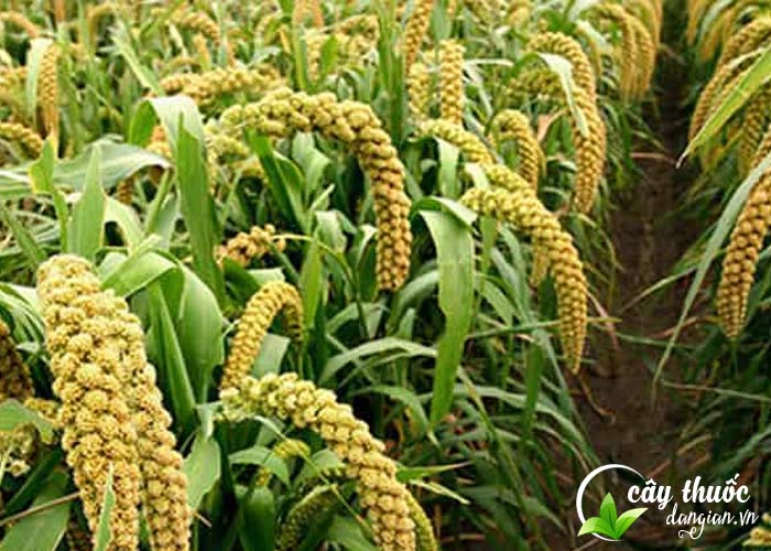 Cây hạt kê có nguồn gốc từ Trung Quốc, Ấn Độ