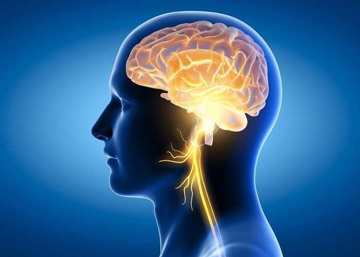 Tốt cho hệ thần kinh, tăng cường trí nhớ, bổ não