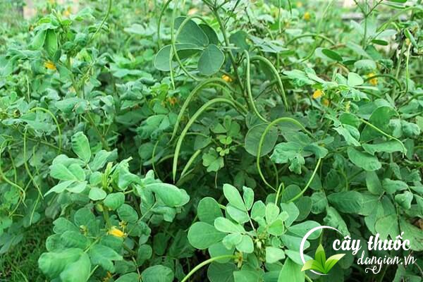 Hạt muồng hay còn gọi là thảo quyết minh, hạt muồng muồng,...