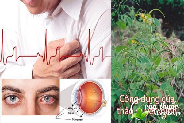 Công dụng của hạt muồng (thảo quyết minh) với sức khỏe