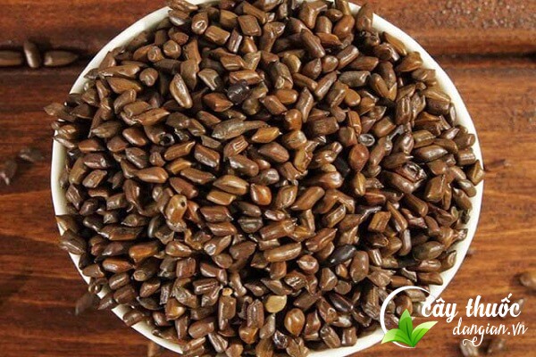 Lưu ý không nên lạm dụng hạt muồng, hãy tham khảo ý kiến bác sĩ khi dùng