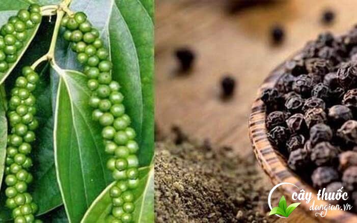 Nên mua hạt tiêu ở đâu cho an tâm về chất lượng, hài lòng về giá