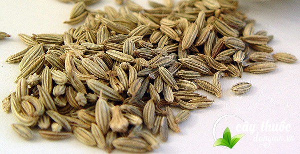 Quả tiểu hồi hương