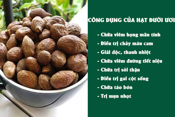 Hạt đười ươi có nhiều công dụng tốt cho sức khỏe.
